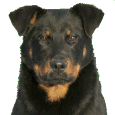 Portrait de chien Beauceron