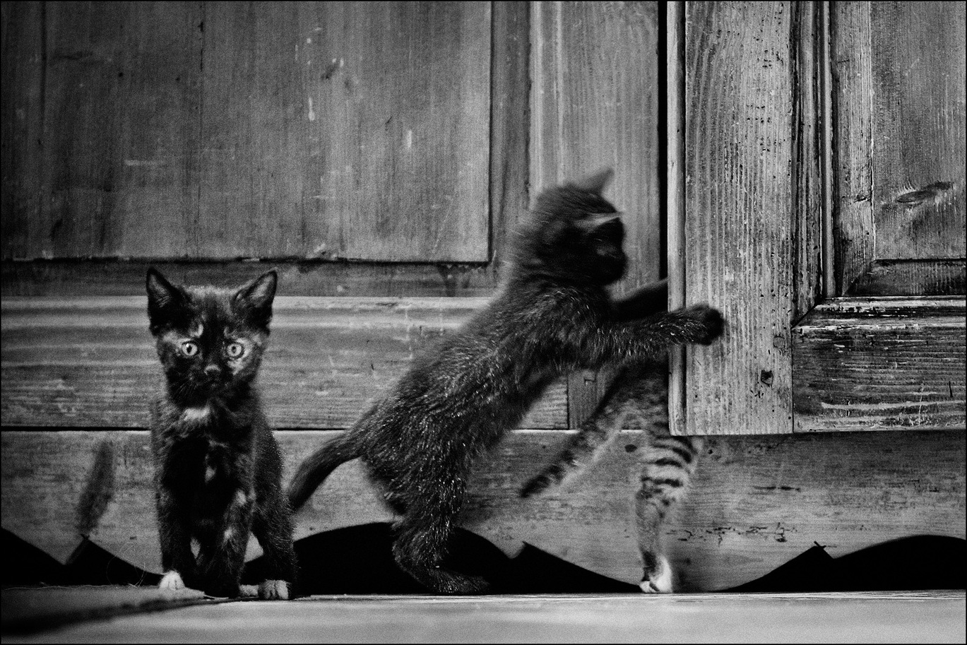 09_1543_chats_nb_04.jpg