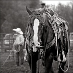 Les chevaux