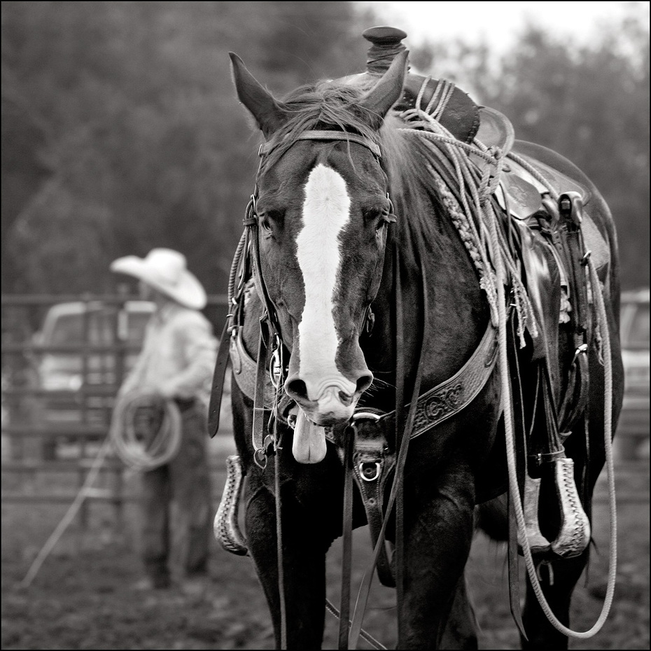 06_1656_rodeo_nb_03.jpg