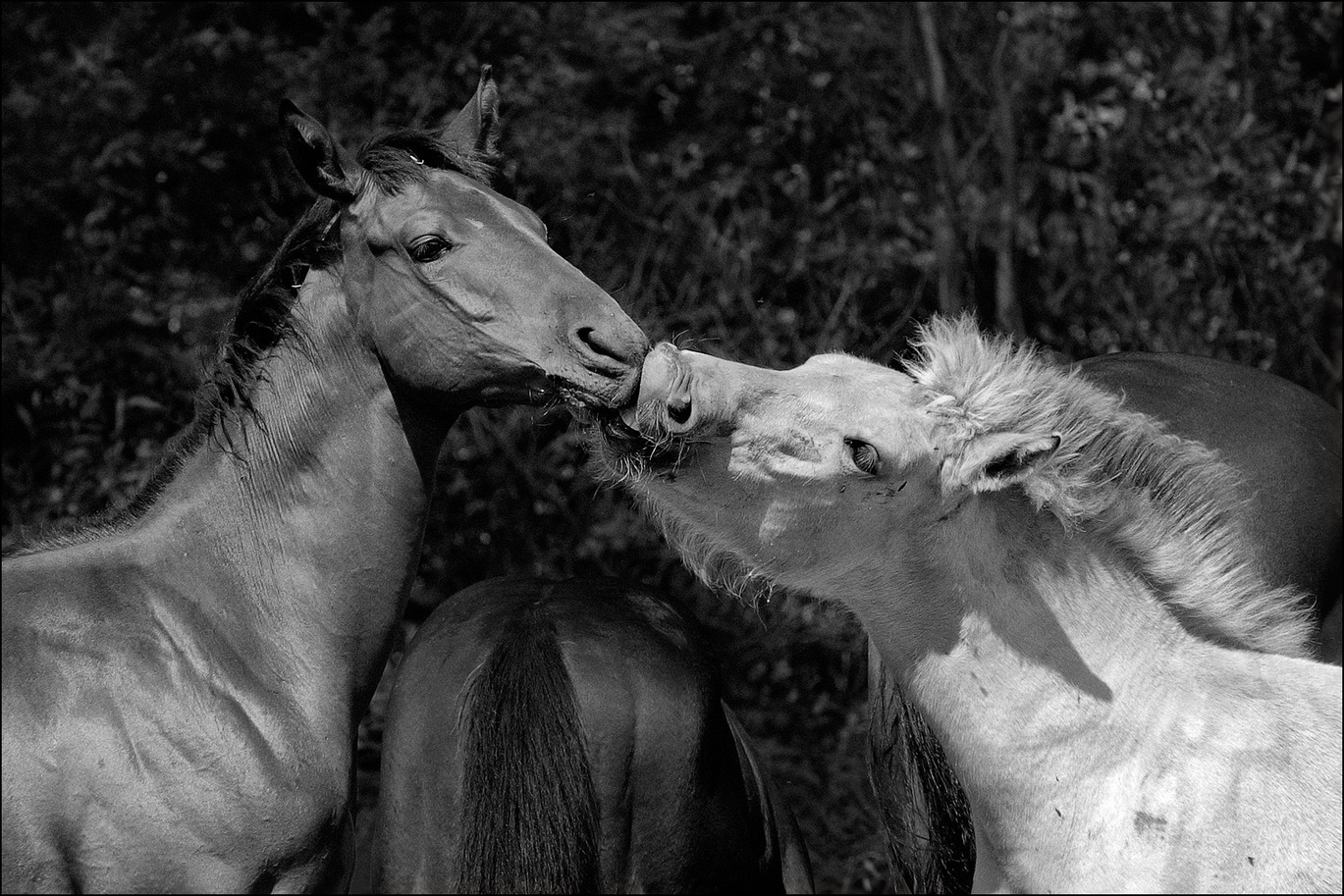 06_4099_chevaux_nb_04.jpg
