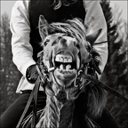 Les chevaux