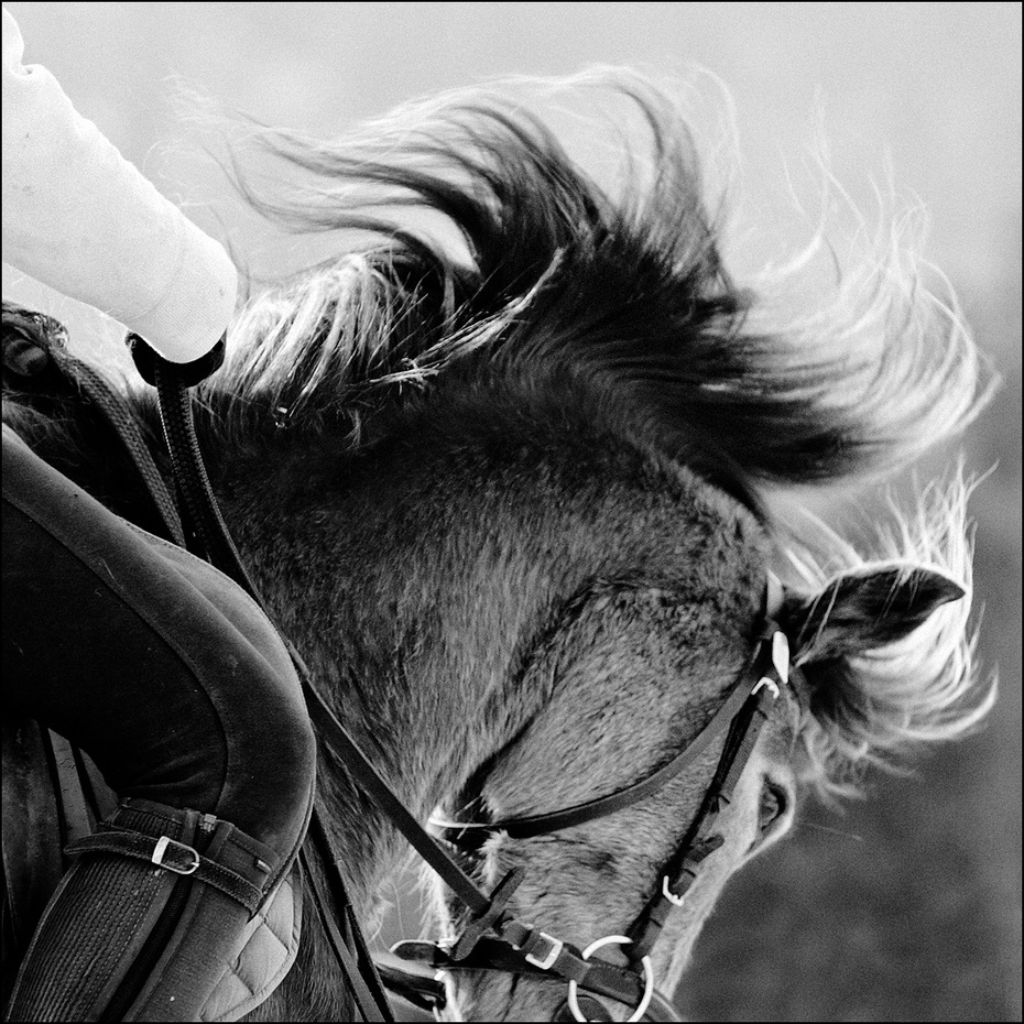 06_4726_cheval_nb.jpg