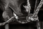 Les chevaux