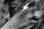 Les chevaux