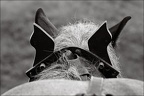 Les chevaux