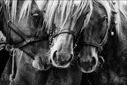 Les chevaux