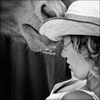 Les chevaux