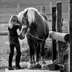 Les chevaux