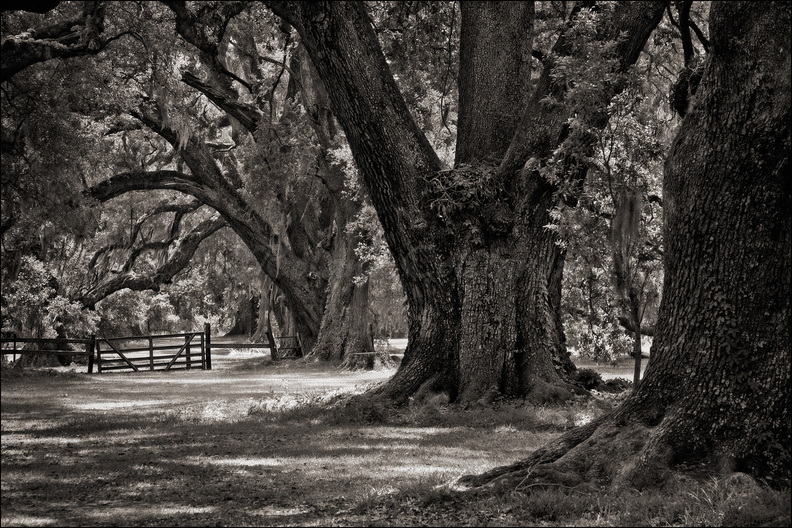 06_4061_arbres_nb_04.jpg