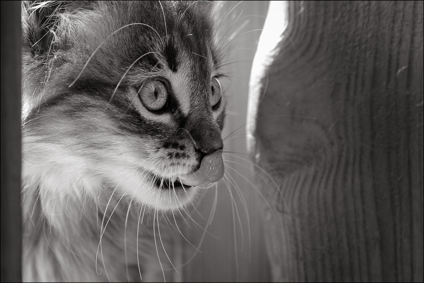 14_0383_chat_nb.jpg