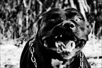 Les chiens