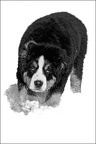 Les chiens