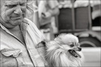 Les chiens