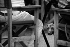 Les chiens