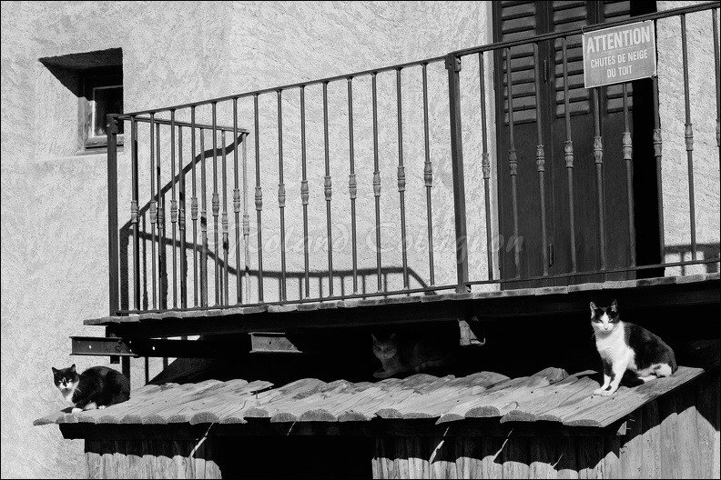 09_4270_chats_nb.jpg