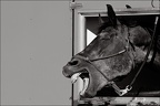 Les chevaux