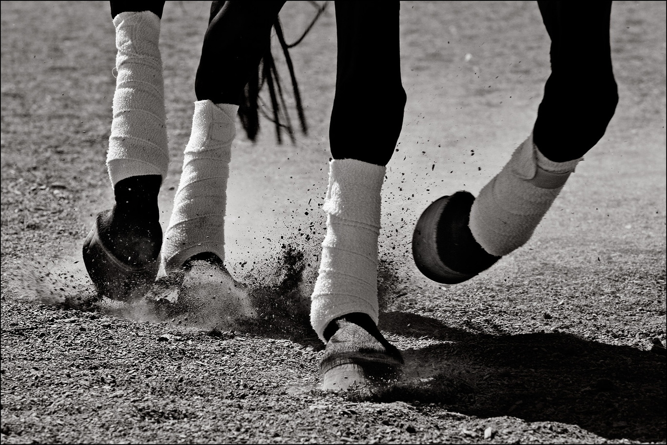 06_6473_cheval_nb.jpg
