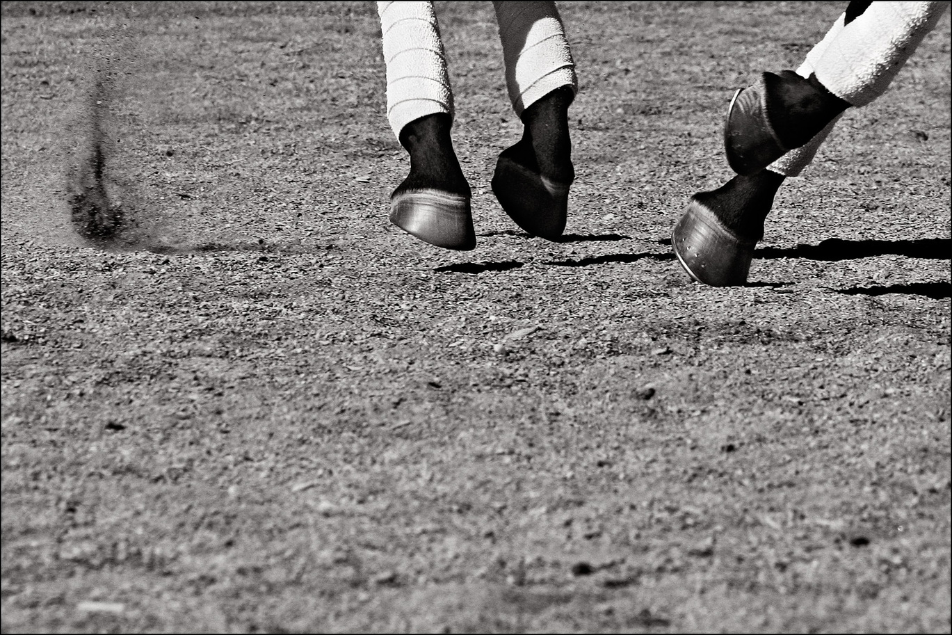 06_6495_cheval_nb.jpg