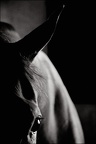 Les chevaux