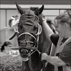 Les chevaux