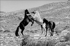 Les chevaux