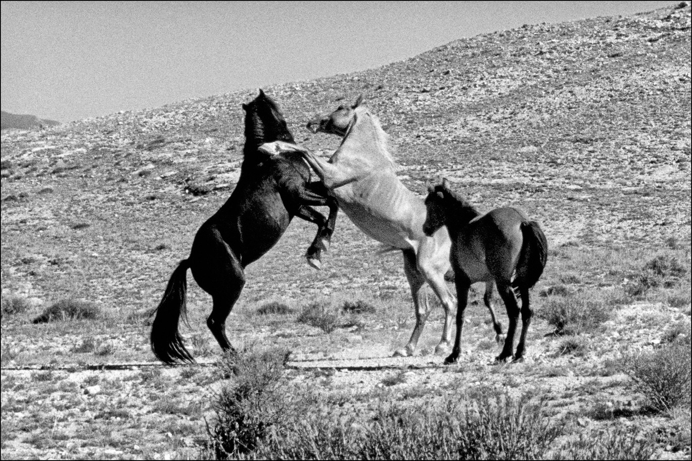 06_mustangs_001_nb.jpg