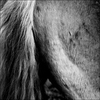 Les chevaux