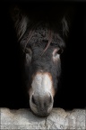 Les chevaux