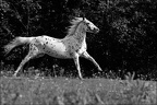 Les chevaux