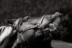 Les chevaux