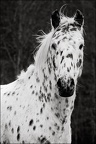 Les chevaux