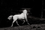 Les chevaux