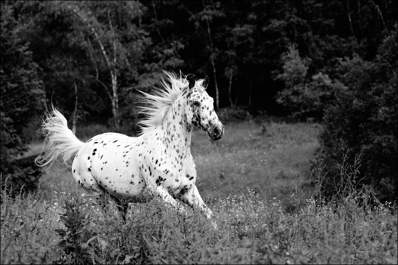 09_2618_cheval_nb.jpg