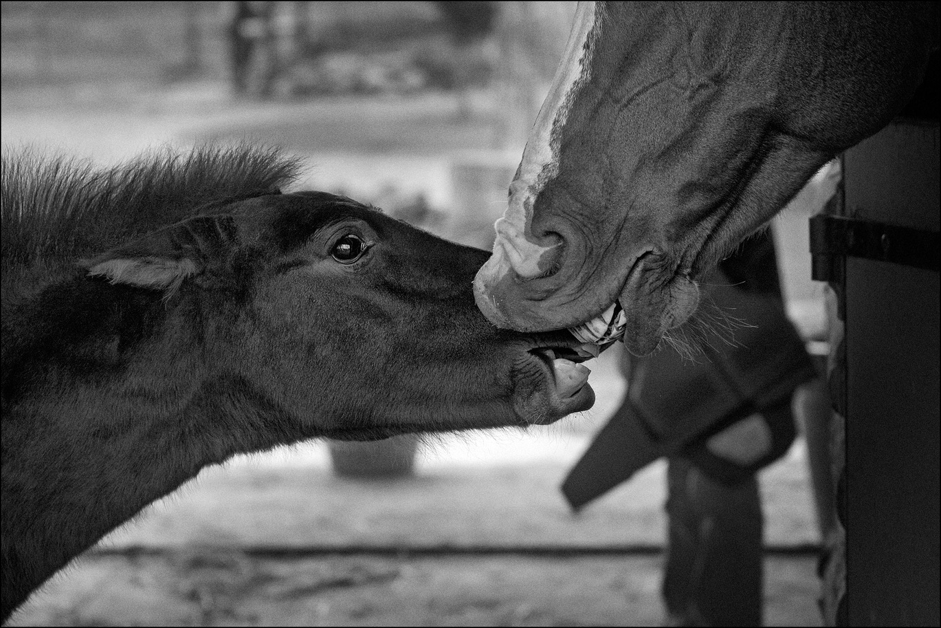 09_3323_chevaux_nb_03.jpg