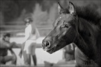 Les chevaux