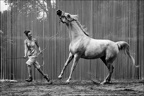 Les chevaux