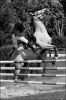 Les chevaux