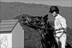 Les chevaux