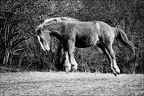 Les chevaux