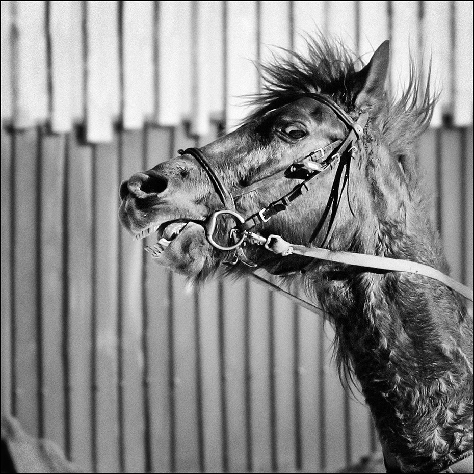 11_9010_cheval_nb_03.jpg