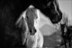 Les chevaux