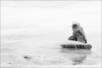 Ski alpin