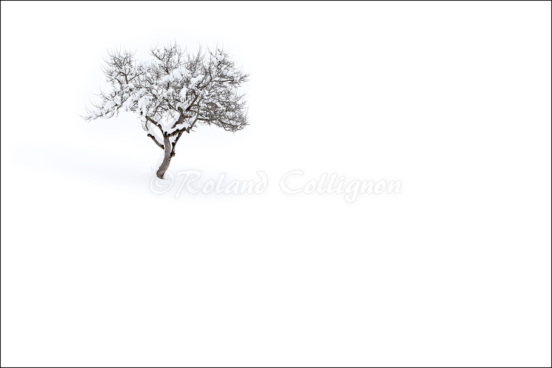 08_5942_arbre_nb.jpg