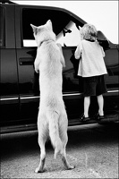 Les chiens