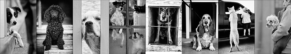 Galerie des photos de chiens