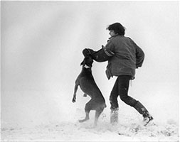 Mon premier chien au mordant, un Boxer, 1982 Boxer au mordant