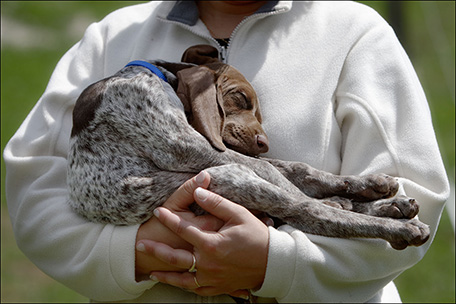 Une vie de chien ! Chiot Braque dans les bras de sa maitresse