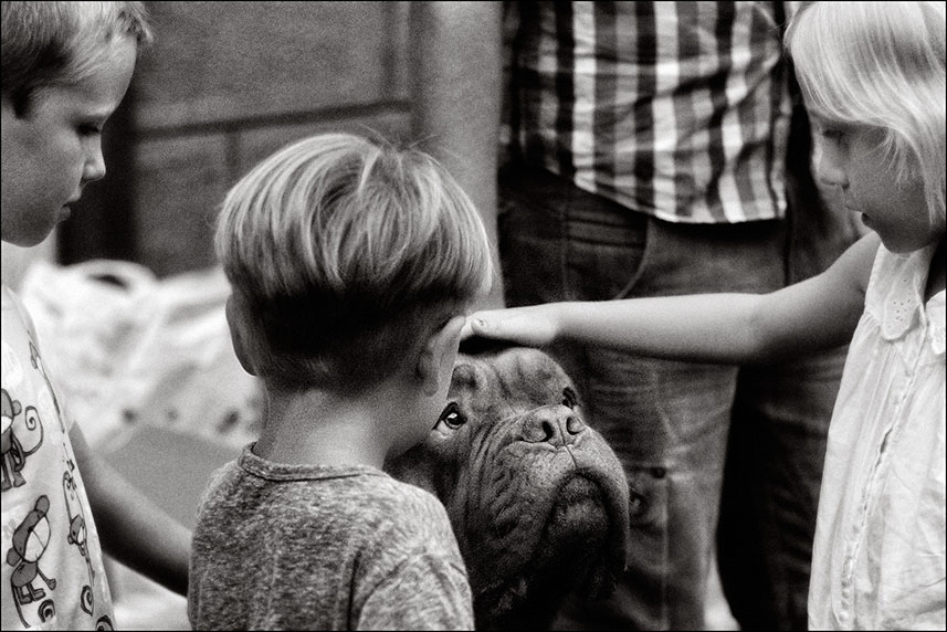 L'amour inconditionnel ? Molosse et enfants