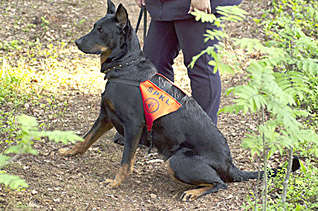 RAÏPUR des Fugues de St-Alban, Search and Rescue, Finlande